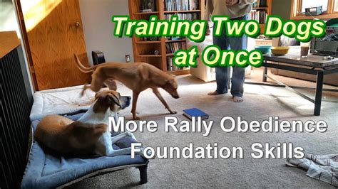 Is it harder to train 2 dogs?